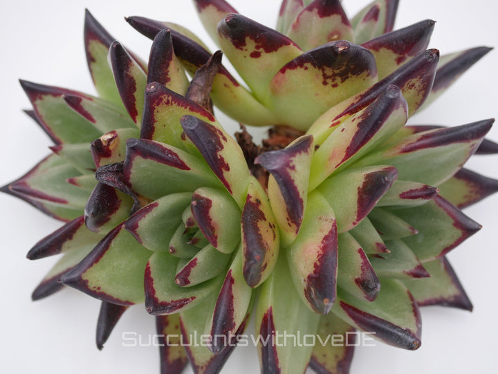 Echeveria SuperClon - schöne und sehr seltene Sukkulente - Pflanze * Korea Import *