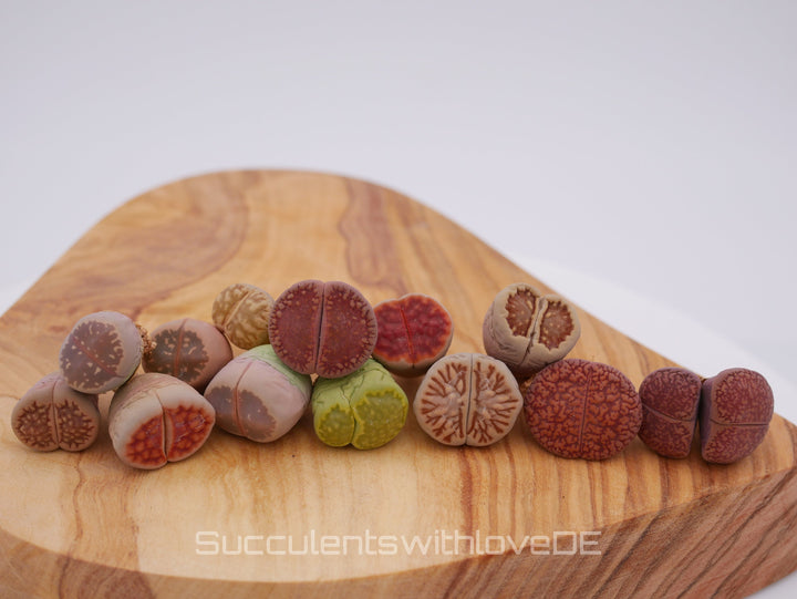 Lebende Steinpflanzen | Lithops Living Stone Sukkulenten | schöne farbige lebende Steine