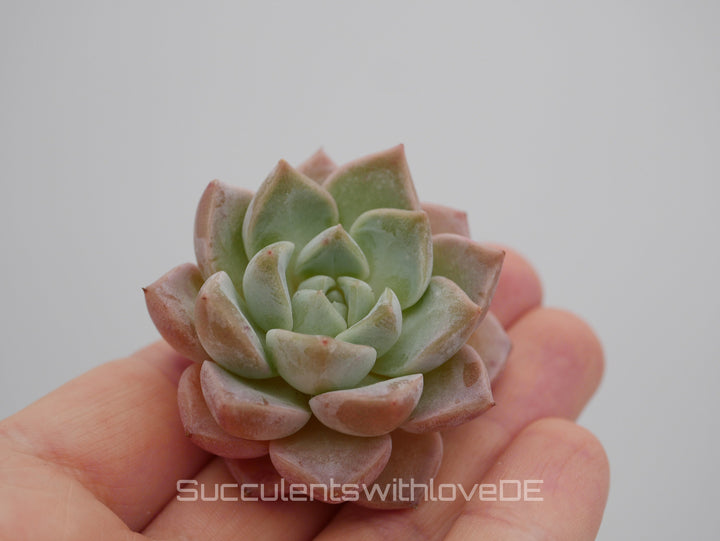 Echeveria 'Pink Spot' - schöne und sehr seltene Sukkulente - Pflanze * Korea Import *