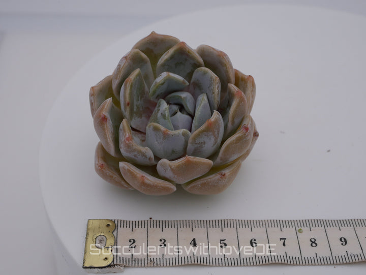 Echeveria 'Snow Bunny' - schöne und sehr seltene Sukkulente - Pflanze * Korea Import *