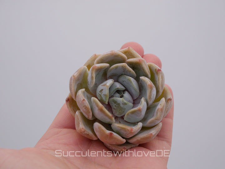 Echeveria 'Snow Bunny' - schöne und sehr seltene Sukkulente - Pflanze * Korea Import *