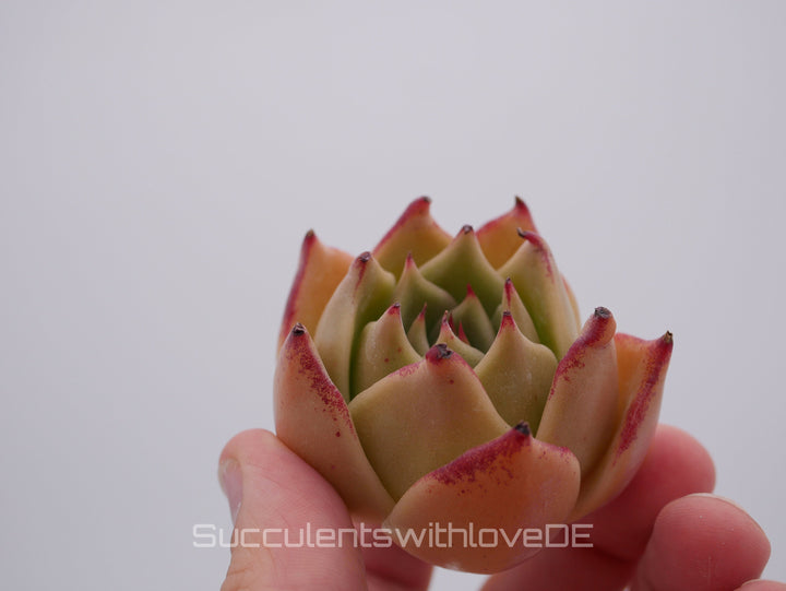 Echeveria 'Jade Star' - schöne und sehr seltene Sukkulente - Pflanze * Korea Import