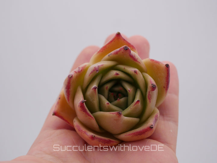 Echeveria 'Jade Star' - schöne und sehr seltene Sukkulente - Pflanze * Korea Import