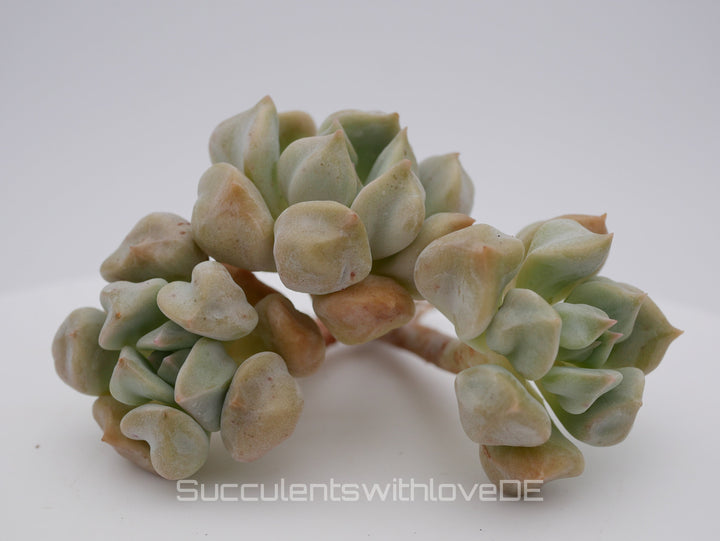 Echeveria 'Super Milk' - schöne und sehr seltene Sukkulente - Pflanze * Korea Import