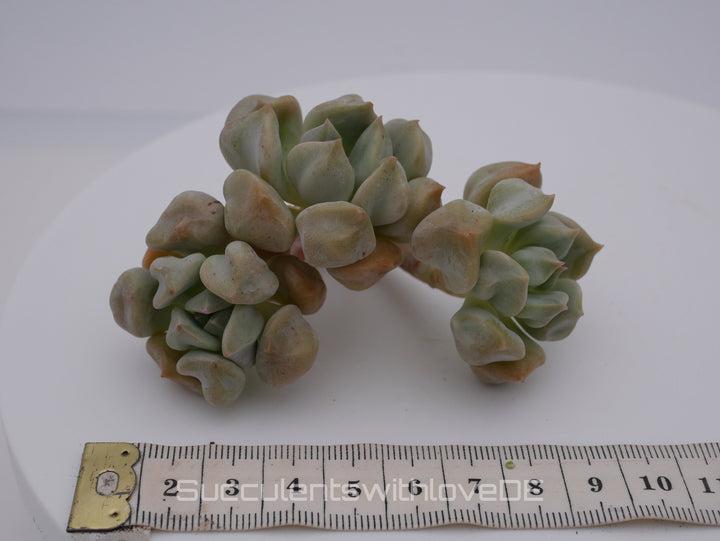 Echeveria 'Super Milk' - schöne und sehr seltene Sukkulente - Pflanze * Korea Import