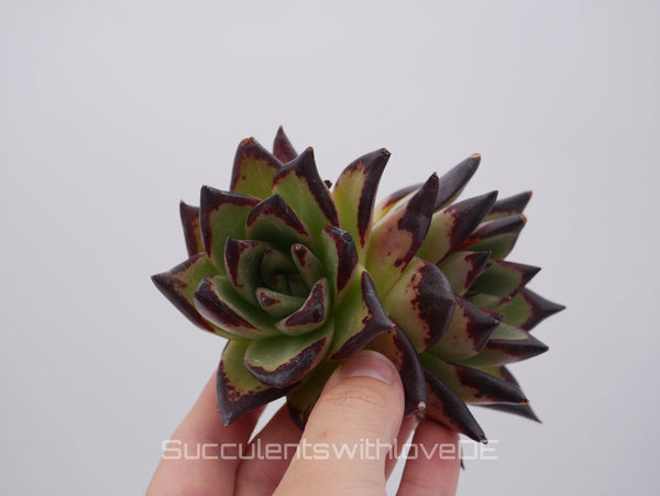 Echeveria agavoides Ebony Pre. - schöne und sehr seltene Sukkulente - Sukkulente - Pflanze * Korea Import *