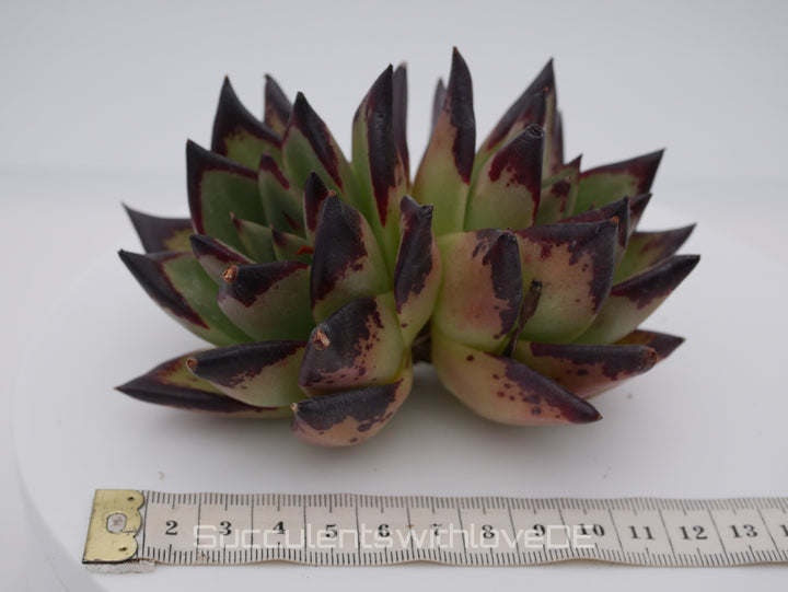 Echeveria agavoides Ebony Pre. - schöne und sehr seltene Sukkulente - Sukkulente - Pflanze * Korea Import *