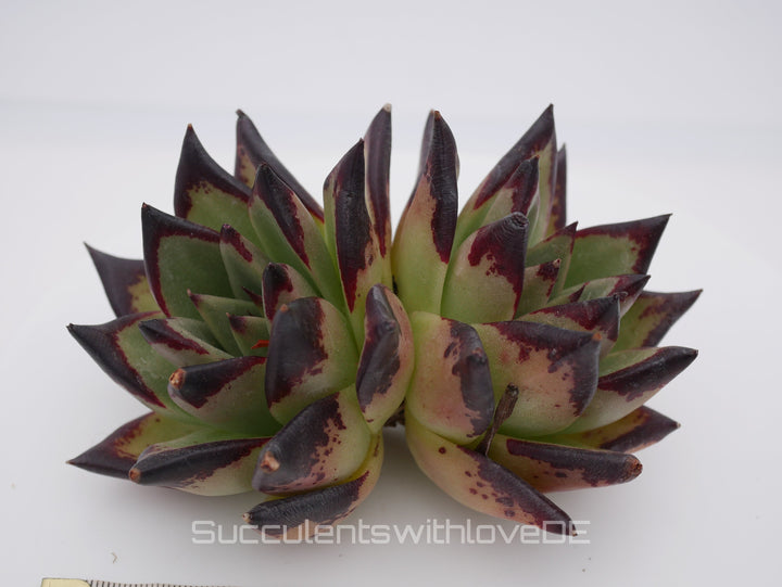 Echeveria agavoides Ebony Pre. - schöne und sehr seltene Sukkulente - Sukkulente - Pflanze * Korea Import *