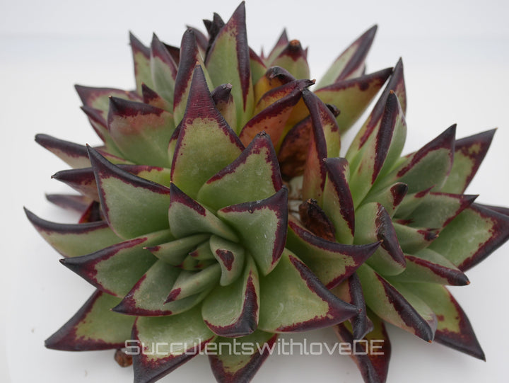 Echeveria agavoides Ebony Pre. - schöne und sehr seltene Sukkulente - Sukkulente - Pflanze * Korea Import *