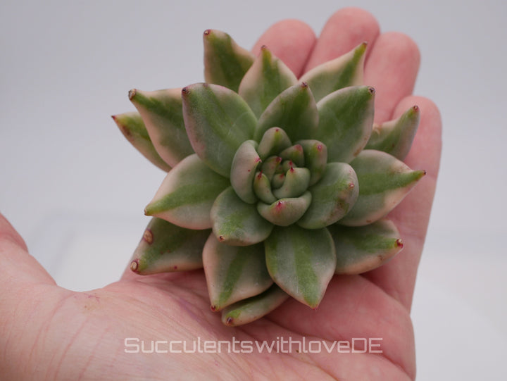 Echeveria AKSoul Variegated - schöne und sehr seltene Sukkulente - Pflanze * Korea Import *