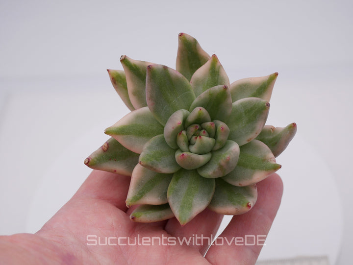 Echeveria AKSoul Variegated - schöne und sehr seltene Sukkulente - Pflanze * Korea Import *