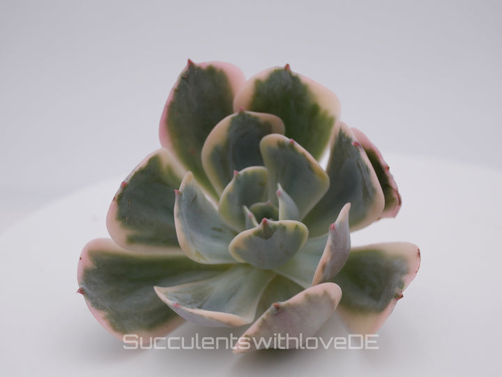 Echeveria Imbricata Variegated - schöne und sehr seltene Sukkulente - Pflanze * Korea Import *