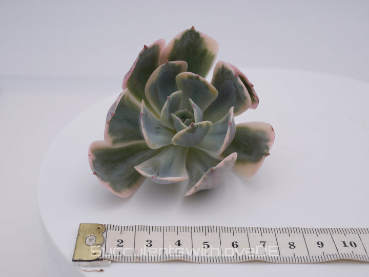 Echeveria Imbricata Variegated - schöne und sehr seltene Sukkulente - Pflanze * Korea Import *