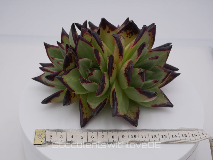 Echeveria SuperClon - schöne und sehr seltene Sukkulente - Pflanze * Korea Import *