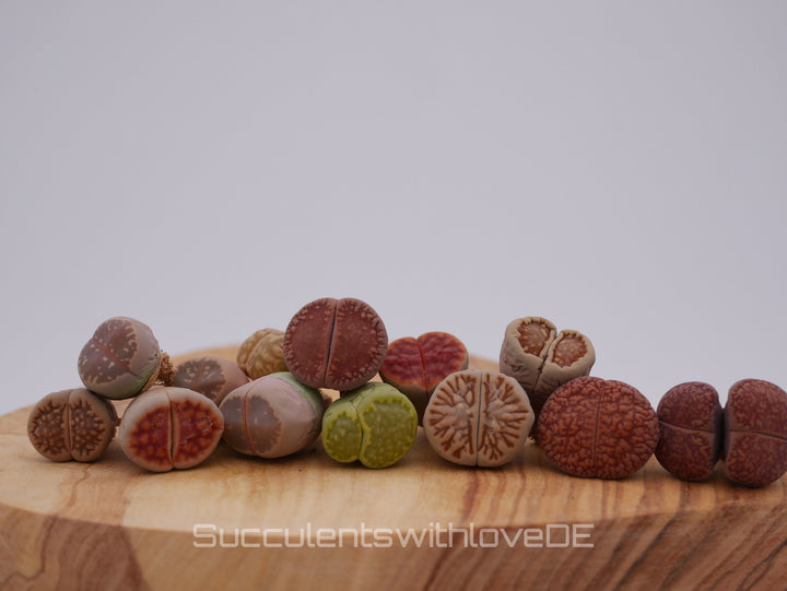 Lebende Steinpflanzen | Lithops Living Stone Sukkulenten | schöne farbige lebende Steine