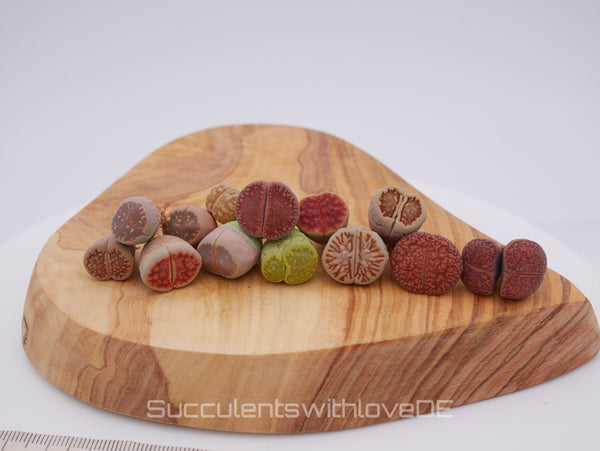Lebende Steinpflanzen | Lithops Living Stone Sukkulenten | schöne farbige lebende Steine