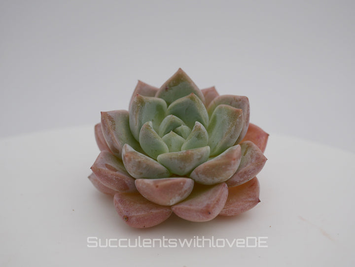 Echeveria 'Pink Spot' - schöne und sehr seltene Sukkulente - Pflanze * Korea Import *