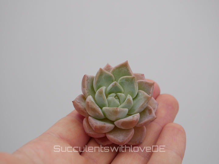 Echeveria 'Pink Spot' - schöne und sehr seltene Sukkulente - Pflanze * Korea Import *