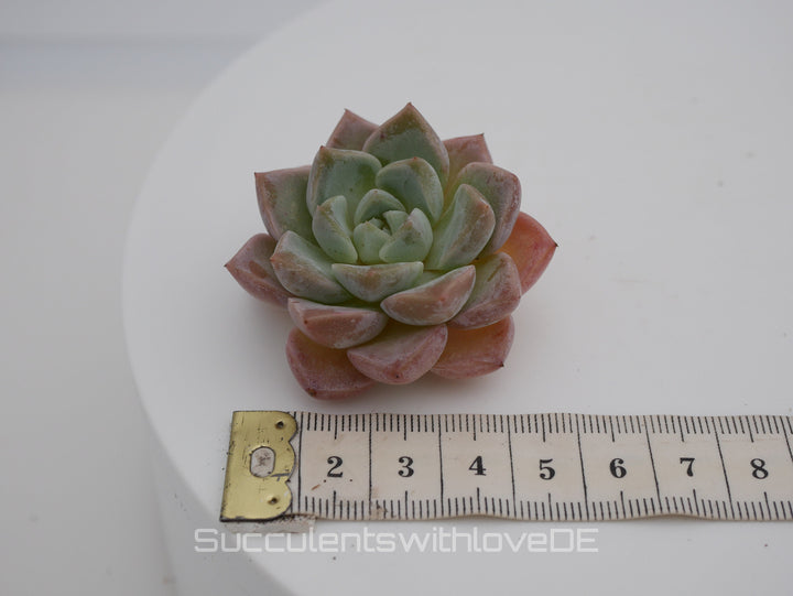 Echeveria 'Pink Spot' - schöne und sehr seltene Sukkulente - Pflanze * Korea Import *