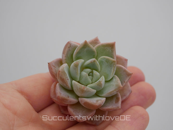 Echeveria 'Pink Spot' - schöne und sehr seltene Sukkulente - Pflanze * Korea Import *