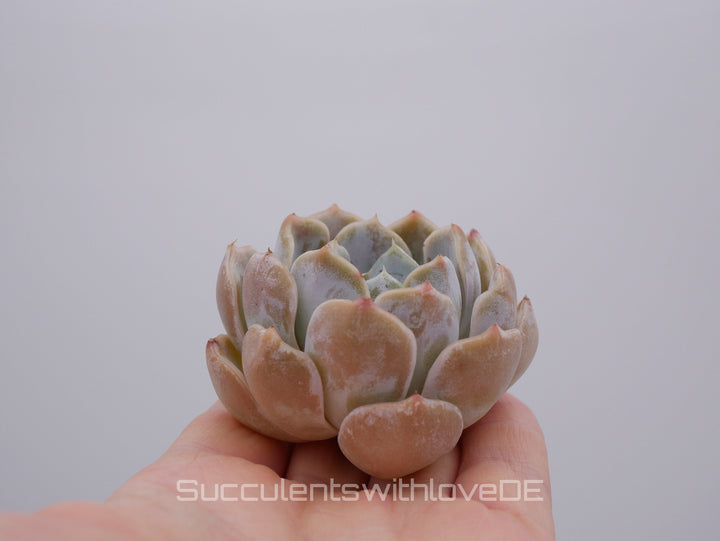 Echeveria 'Snow Bunny' - schöne und sehr seltene Sukkulente - Pflanze * Korea Import *