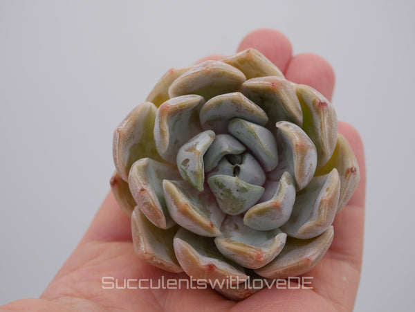 Echeveria 'Snow Bunny' - schöne und sehr seltene Sukkulente - Pflanze * Korea Import *