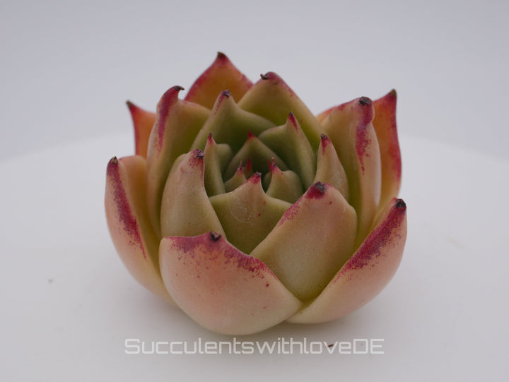 Echeveria 'Jade Star' - schöne und sehr seltene Sukkulente - Pflanze * Korea Import