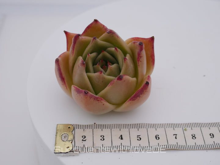 Echeveria 'Jade Star' - schöne und sehr seltene Sukkulente - Pflanze * Korea Import