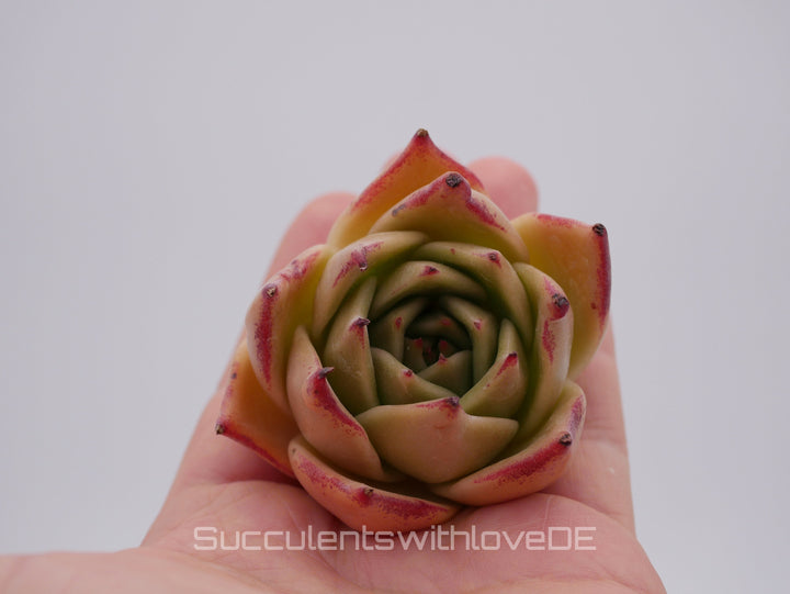 Echeveria 'Jade Star' - schöne und sehr seltene Sukkulente - Pflanze * Korea Import