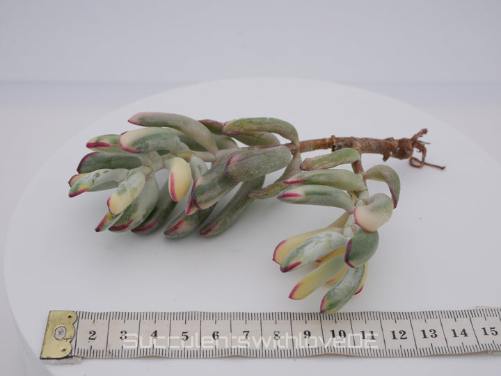 Cotyledon Orbiculata CV. long leaf var. - big size - sehr seltene und bunte Sukkulente aus Korea - Pflanze * Korea Import *