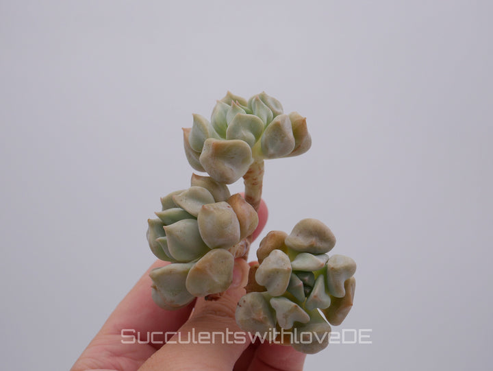 Echeveria 'Super Milk' - schöne und sehr seltene Sukkulente - Pflanze * Korea Import