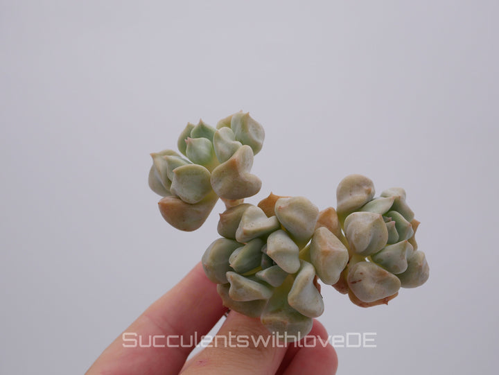 Echeveria 'Super Milk' - schöne und sehr seltene Sukkulente - Pflanze * Korea Import