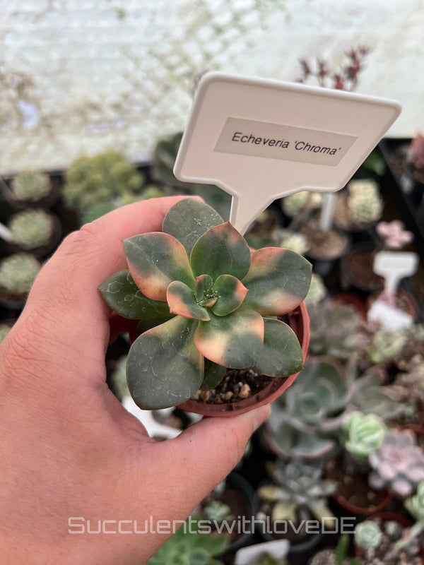 Echeveria 'Chroma' - schöne und seltene Sukkulente - Vermehrungsblatt oder Pflanze