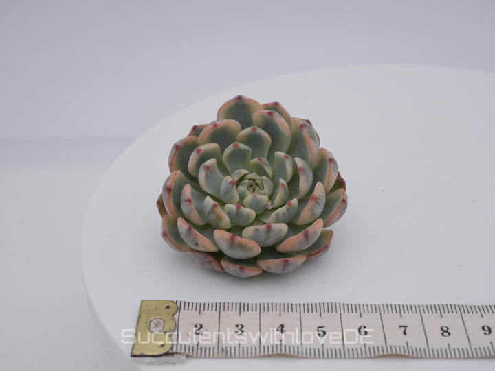 Echeveria 'Blue Minima' var. - schöne und sehr seltene Sukkulente - Pflanze * Korea Import *