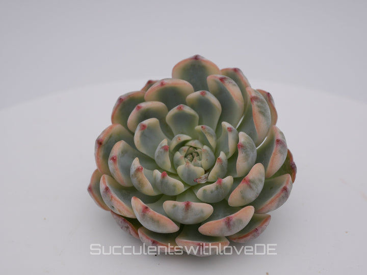 Echeveria 'Blue Minima' var. - schöne und sehr seltene Sukkulente - Pflanze * Korea Import *