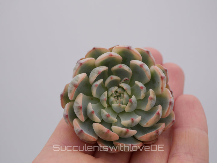 Echeveria 'Blue Minima' var. - schöne und sehr seltene Sukkulente - Pflanze * Korea Import *