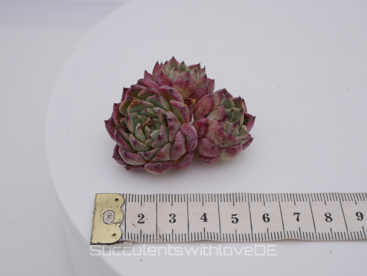 Echeveria 'Sara Himebotan' Cluster - schöne und sehr seltene Sukkulente - Pflanze * Korea Import *