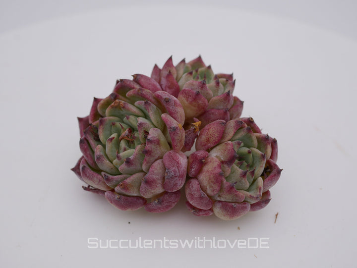 Echeveria 'Sara Himebotan' Cluster - schöne und sehr seltene Sukkulente - Pflanze * Korea Import *