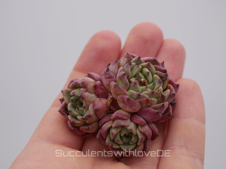 Echeveria 'Sara Himebotan' Cluster - schöne und sehr seltene Sukkulente - Pflanze * Korea Import *