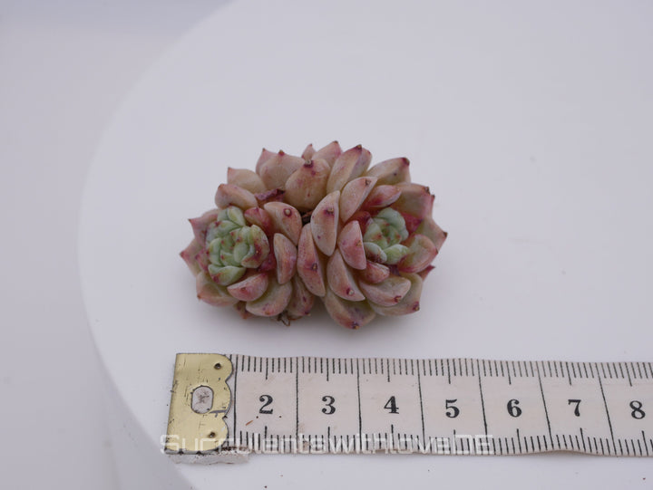 Echeveria 'Red Velvet' Cluster - schöne und sehr seltene Sukkulente - Pflanze * Korea Import *