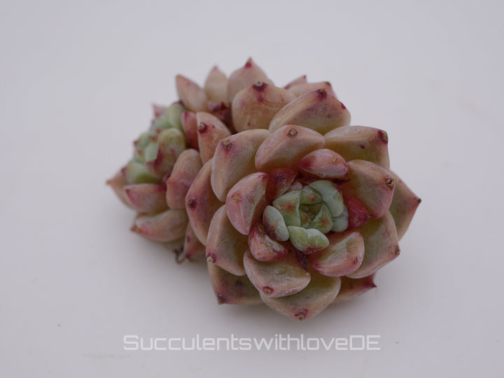 Echeveria 'Red Velvet' Cluster - schöne und sehr seltene Sukkulente - Pflanze * Korea Import *