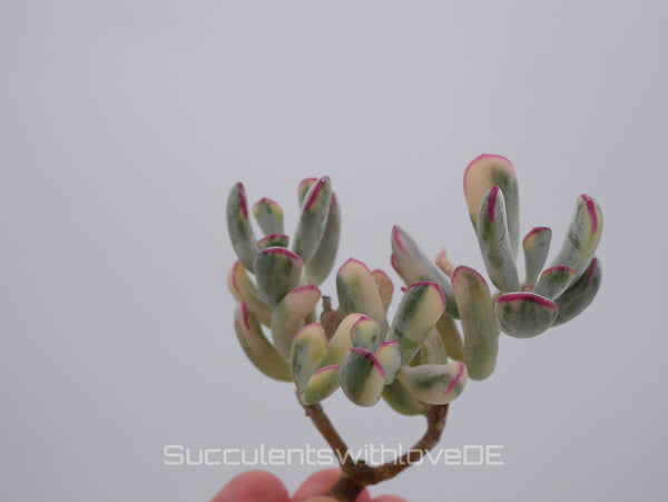 Cotyledon Orbiculata CV. long leaf var. - big size - sehr seltene und bunte Sukkulente aus Korea - Pflanze * Korea Import *