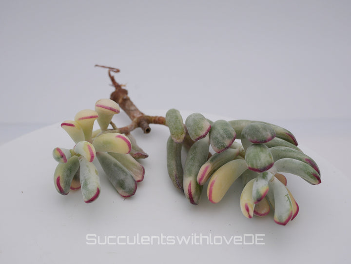 Cotyledon Orbiculata CV. long leaf var. - big size - sehr seltene und bunte Sukkulente aus Korea - Pflanze * Korea Import *