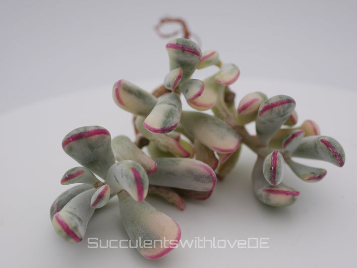 Cotyledon Orbiculata CV. long leaf var. - big size - sehr seltene und bunte Sukkulente aus Korea - Pflanze * Korea Import *