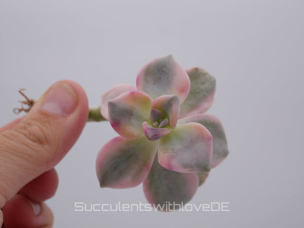 Graptopetalum Purple Delight Variegated - schöne sehr seltene bunte Sukkulente - Pflanze * Korea Import *