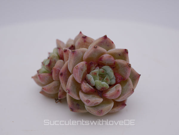 Echeveria 'Red Velvet' Cluster - schöne und sehr seltene Sukkulente - Pflanze * Korea Import *