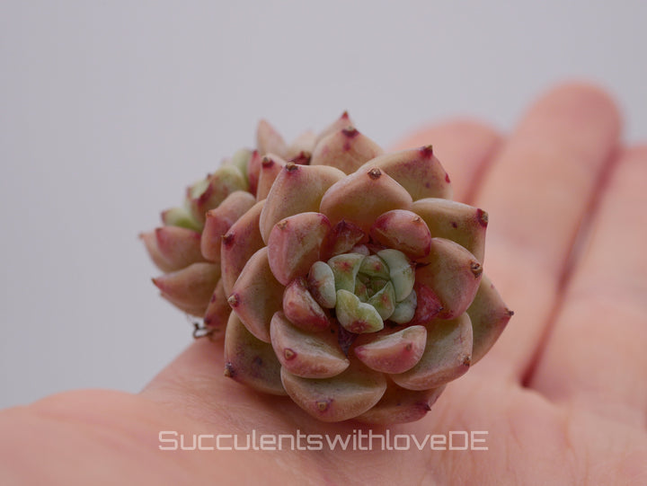 Echeveria 'Red Velvet' Cluster - schöne und sehr seltene Sukkulente - Pflanze * Korea Import *