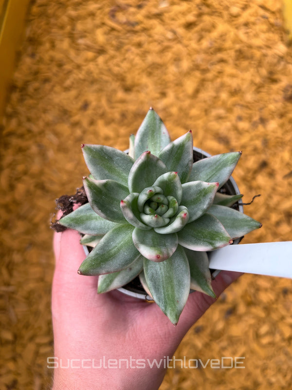 Echeveria AKSoul Variegated - schöne und sehr seltene Sukkulente - Pflanze * Korea Import *