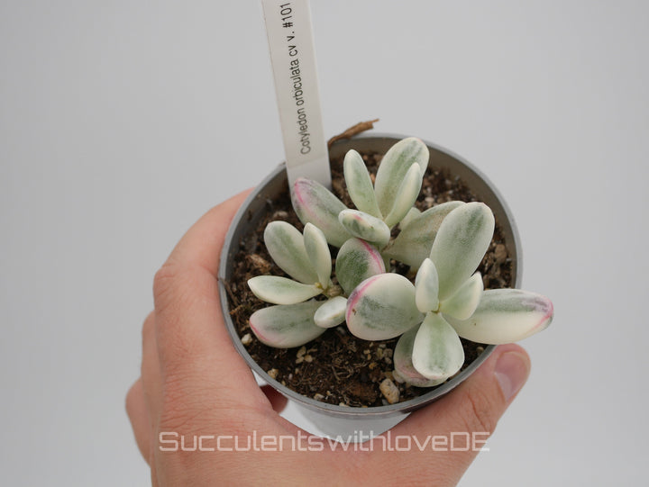 Cotyledon orbiculata cv variegated - sehr seltene und bunte Sukkulente aus Korea - Pflanze * Korea Import * #101