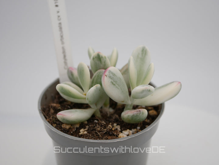 Cotyledon orbiculata cv variegated - sehr seltene und bunte Sukkulente aus Korea - Pflanze * Korea Import * #101